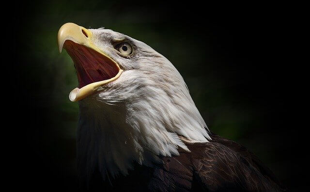 Cross Examination Eagle