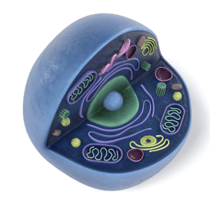 biology major case study