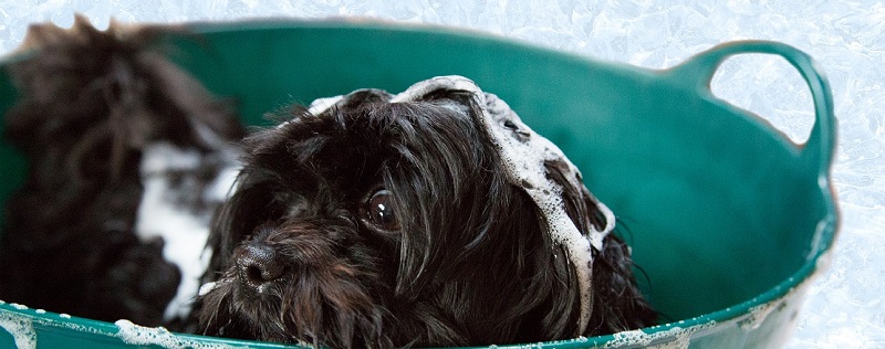 Dog Grooming Demonstrative Speech Outline