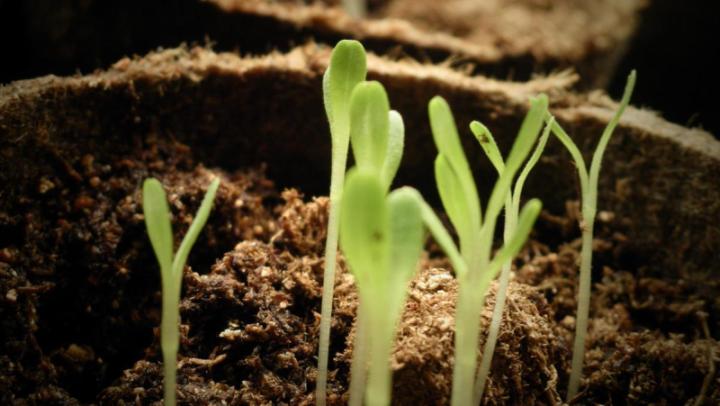 Sowing Seeds Indoors - Example of a Good Informative Speech Topic