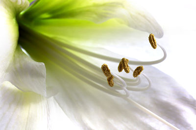 Special occasion speeches for funerals